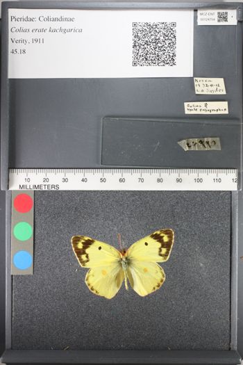 Media type: image;   Entomology 124754
